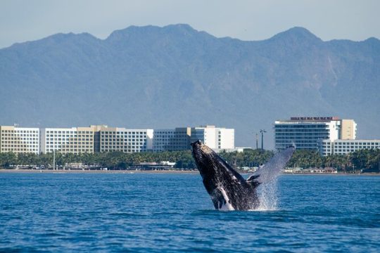 Whale Watching Cruise In Puerto Vallarta & Nuevo Vallarta