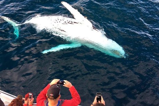 Whale & Dolphin Watching Cruise in Puerto Vallarta All Inclusive