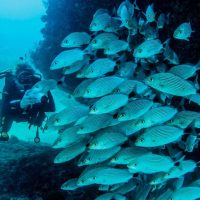 Scuba Diving
