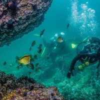 Scuba Diving