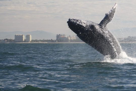 Small-Group Half-Day Whale-Watching Tour in Puerto Vallarta