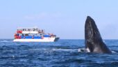 Great time whale watching!
