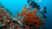 Super Fun Professional Dives