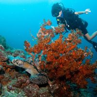 Scuba Diving