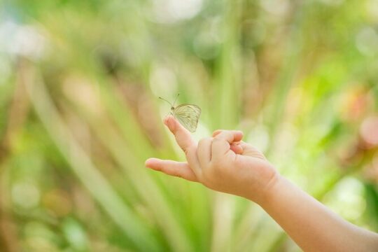 Butterfly Sanctuary Guided Tour in Puerto Vallarta
