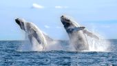 Dolphins