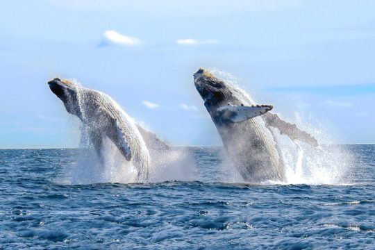 Whale Watching Experience