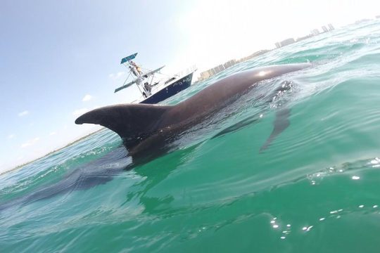 Wild Dolphin Encounter in Puerto Vallarta