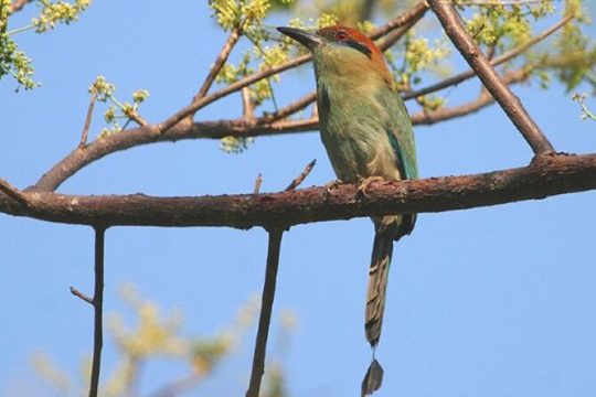 Desembocada and Ameca River Bird Paradise (Wetland and Tropical birds in PV)