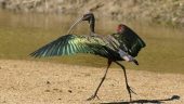 Great birding experience