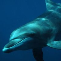 Swim with Dolphins