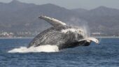 Outstanding and safe whale watching trip
