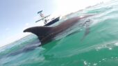 Swimming with Wild Dolphins