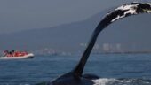 Excellent Whalewatch Experience