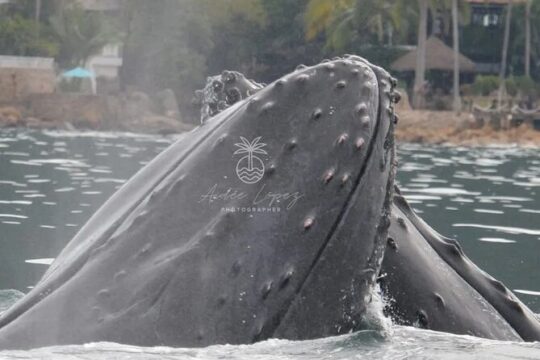 3 Hours of Dolphin Watching