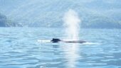 3 whales and beautiful views