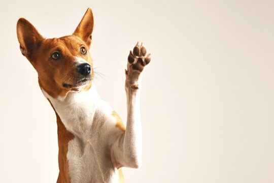 Photo Session for your Pet