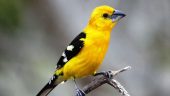 Birding with Eco Tours near Puerto Vallarta