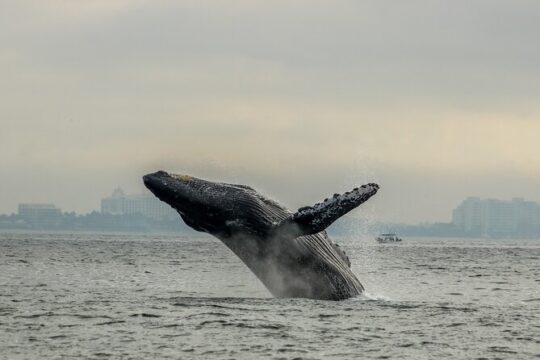 Mega Yacht All-Inclusive Private Boat Tour