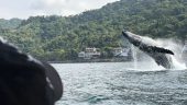 Fun day with whales