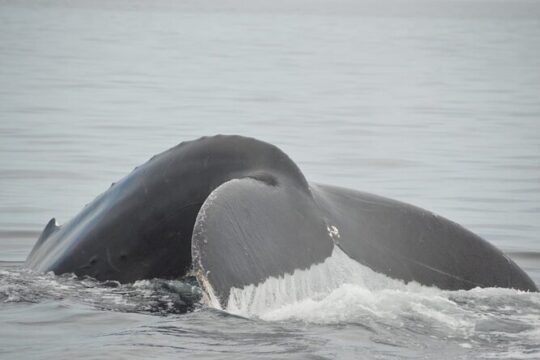 Whale watching 3 hours in Puerto Vallarta