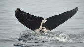 Whale watching