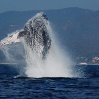 Nature & Wildlife
