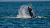 Excellent private whale watching tour 