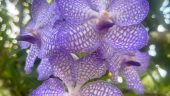 Go to the Puerta Vallarta Botanical Gardens!!!
