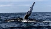 Peak Whale Watching