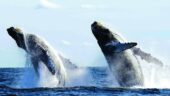 Best whale watching adventure in Puerto Vallarta