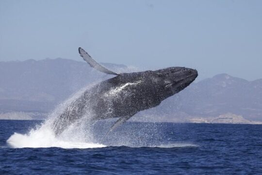 4-Hour Whale Watching Cruise in Puerto Vallarta