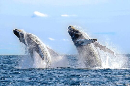 Whale Watching