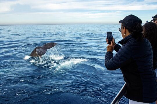 Whale Watching Adventure In Puerto Vallarta