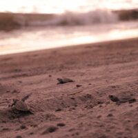 Holiday & Seasonal Tours