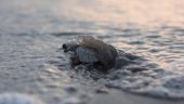 Turtle release